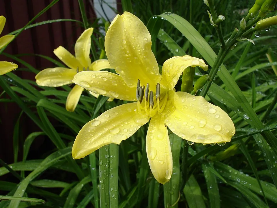 Citromsárga sásliliom / Hemerocallis citrina