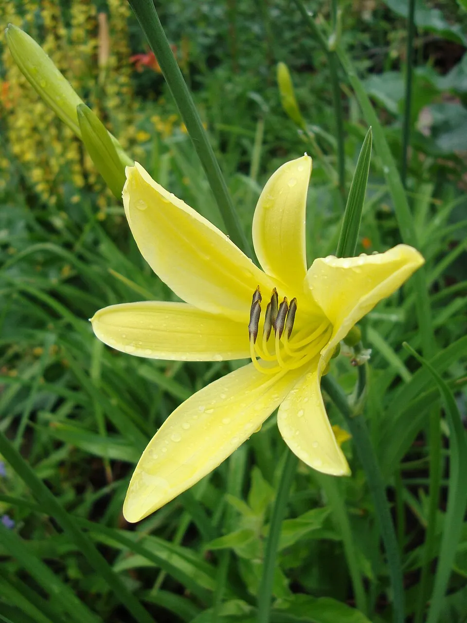 Citromsárga sásliliom / Hemerocallis citrina