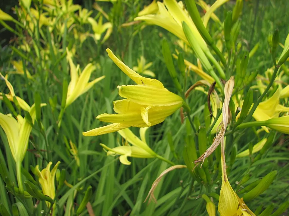 Citromsárga sásliliom / Hemerocallis citrina