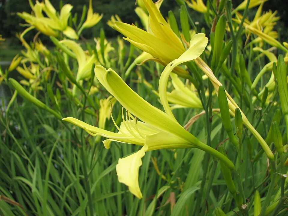 Citromsárga sásliliom / Hemerocallis citrina