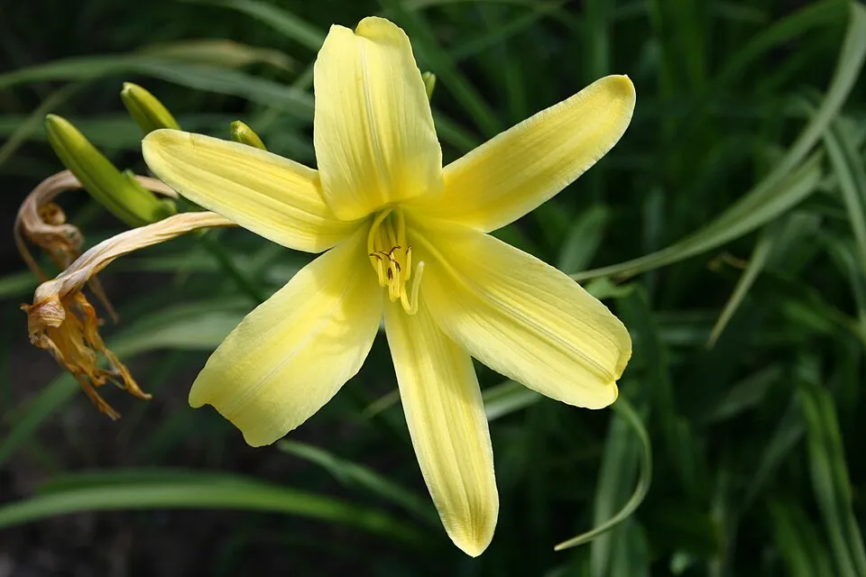 Citromsárga sásliliom / Hemerocallis citrina