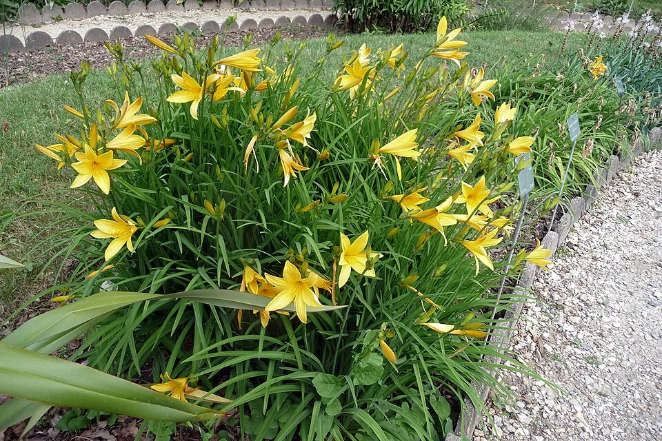 Citromsárga sásliliom / Hemerocallis citrina