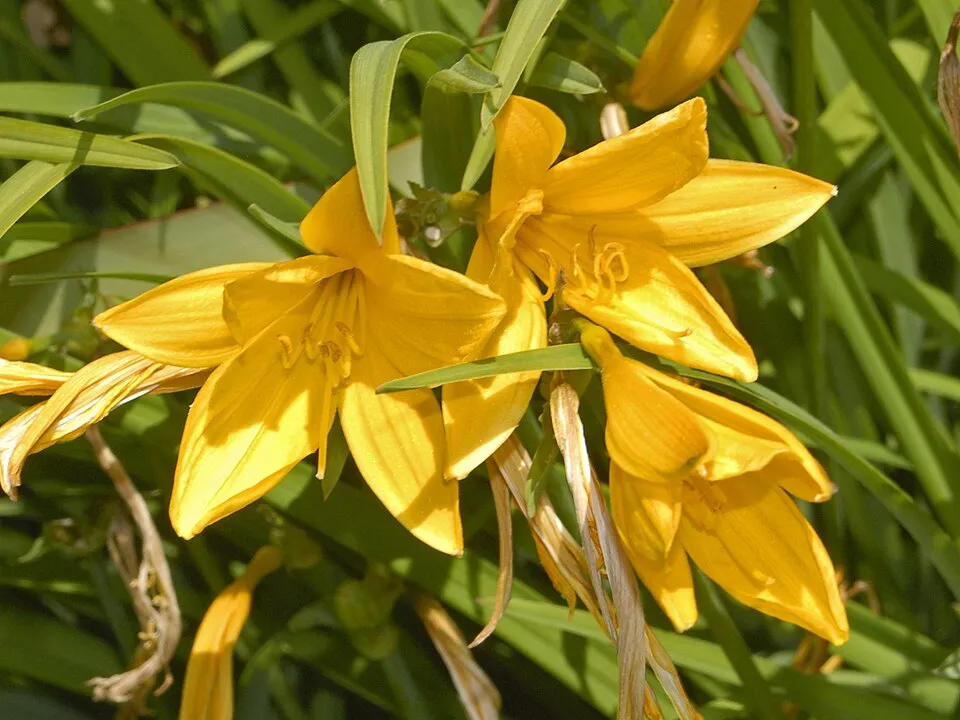 Citromsárga sásliliom / Hemerocallis citrina