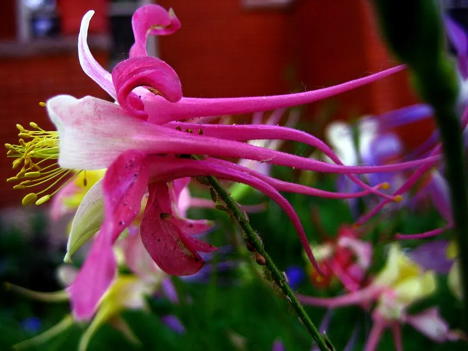Kék harangláb / Aquilegia caerulea SPRING MAGIC® 'Rose & White'