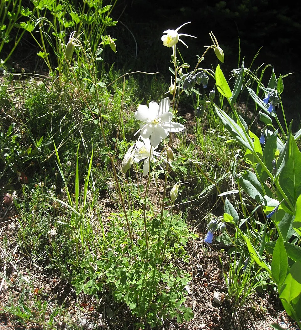 Kék harangláb / Aquilegia caerulea SPRING MAGIC® 'Rose & White'