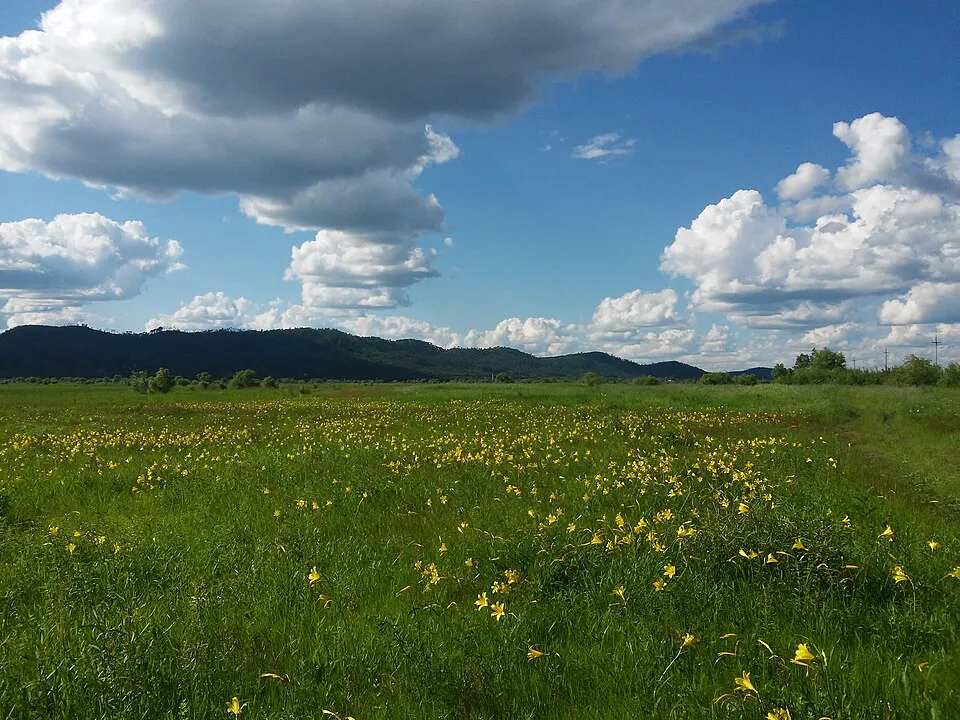 Fűlevelű sásliliom / Hemerocallis minor