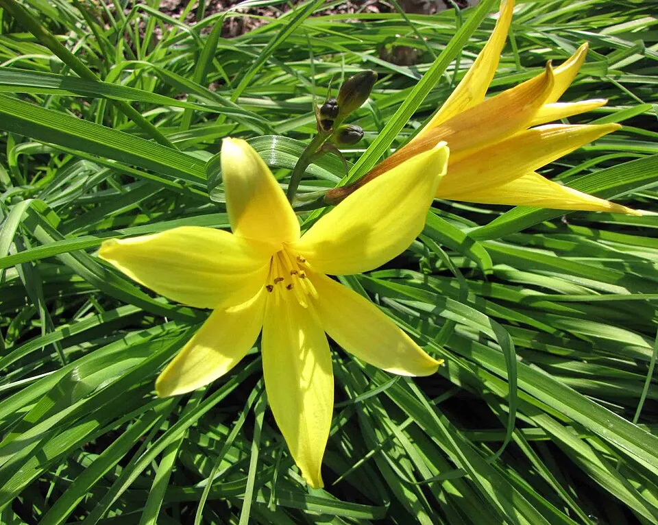 Fűlevelű sásliliom / Hemerocallis minor