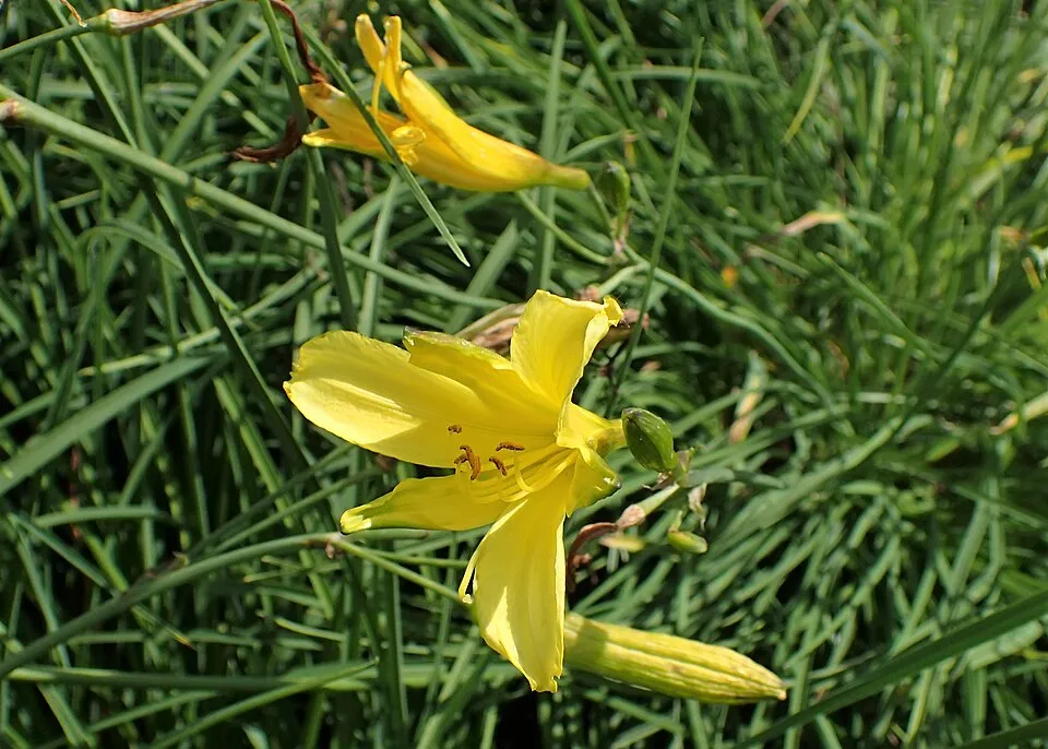Fűlevelű sásliliom / Hemerocallis minor