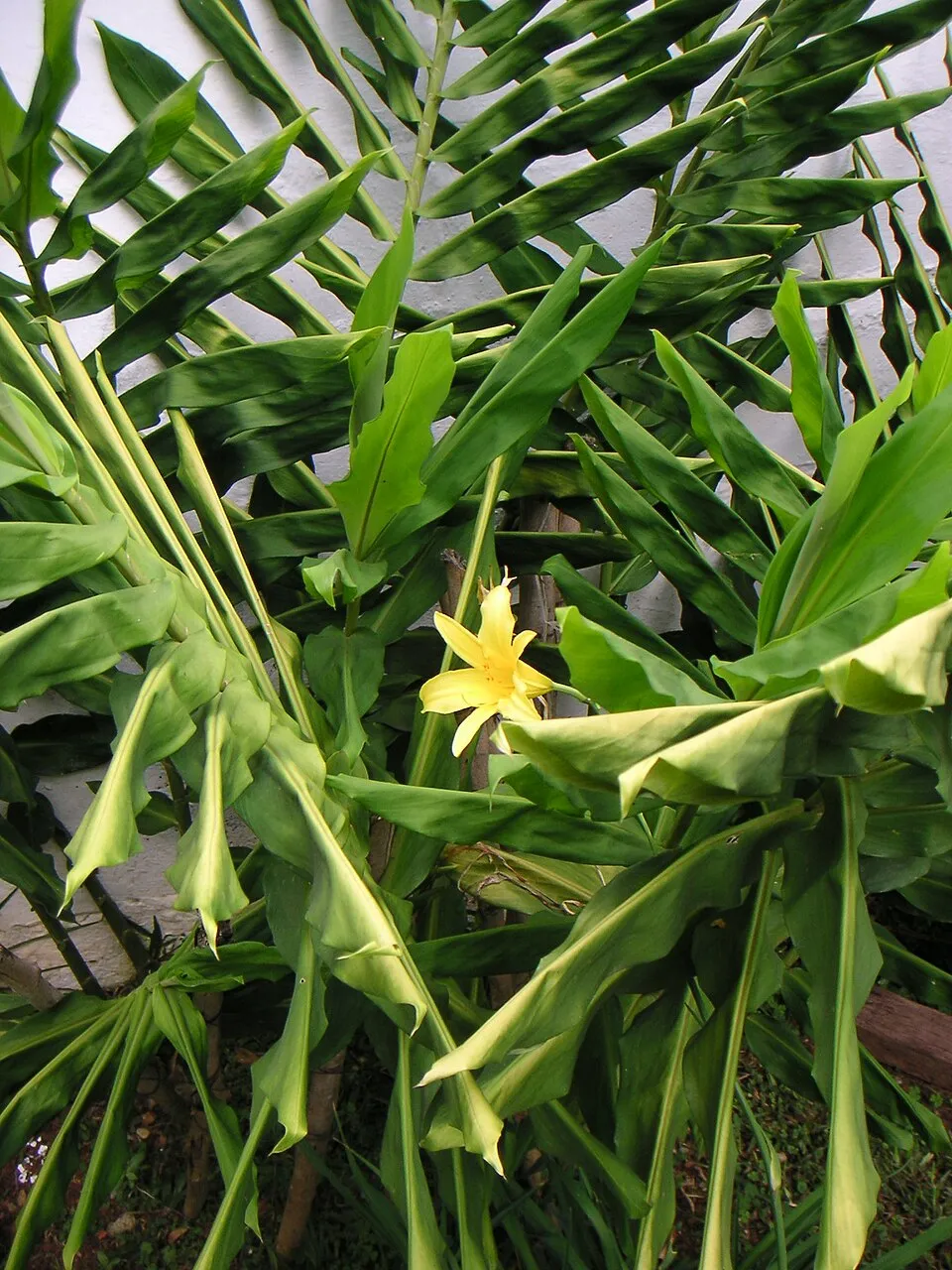 Fűlevelű sásliliom / Hemerocallis minor