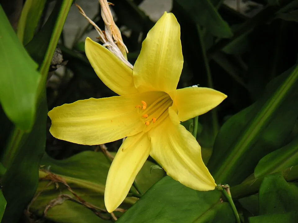 Fűlevelű sásliliom / Hemerocallis minor