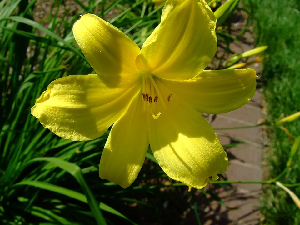 Fűlevelű sásliliom / Hemerocallis minor