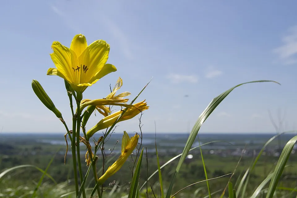 Fűlevelű sásliliom / Hemerocallis minor