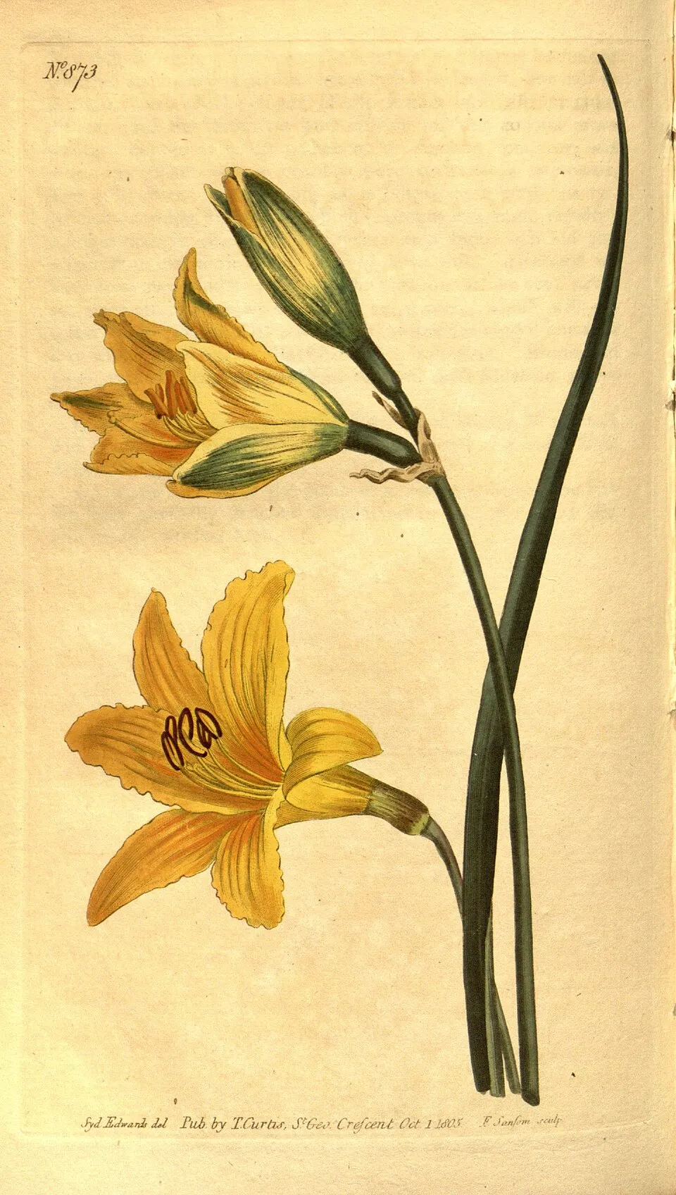 Fűlevelű sásliliom / Hemerocallis minor