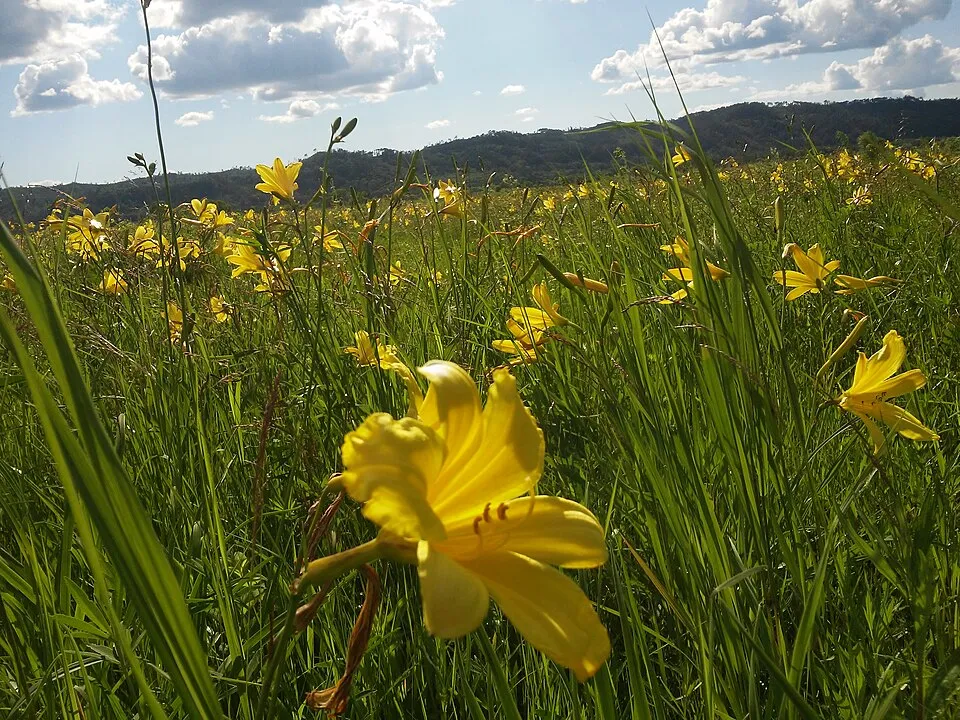 Fűlevelű sásliliom / Hemerocallis minor