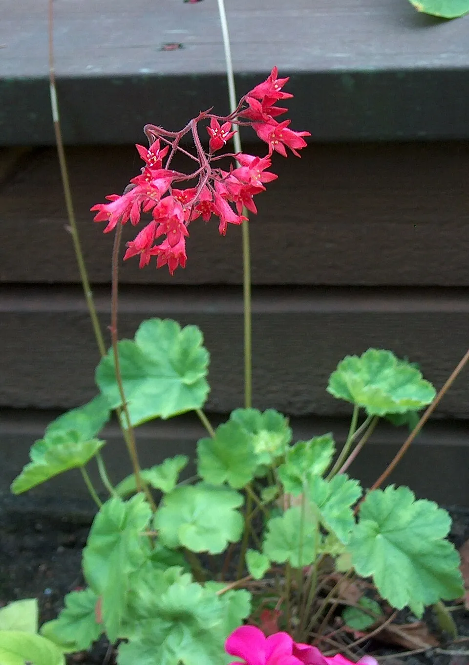 Tűzeső / Heuchera 'Apple Crisp'