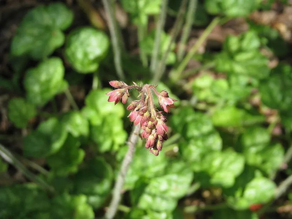 Tűzeső / Heuchera 'Bella Notte'