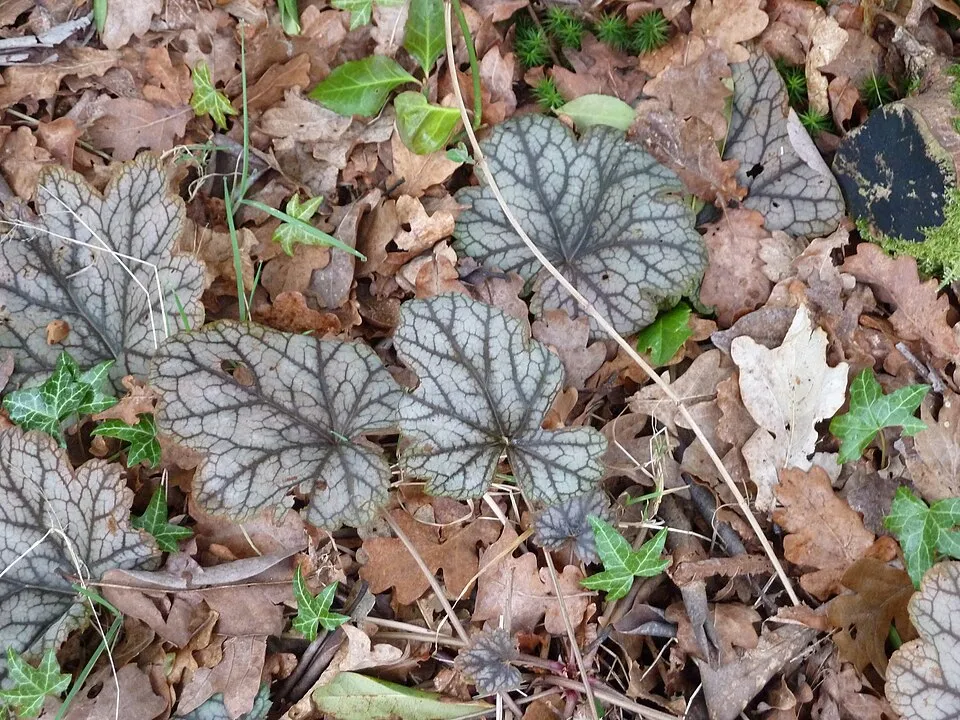 Tűzeső / Heuchera 'Bella Notte'