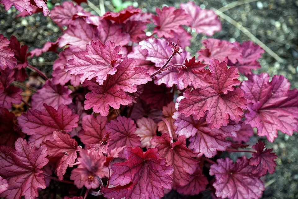 Tűzeső / Heuchera 'Berry Smoothie®'