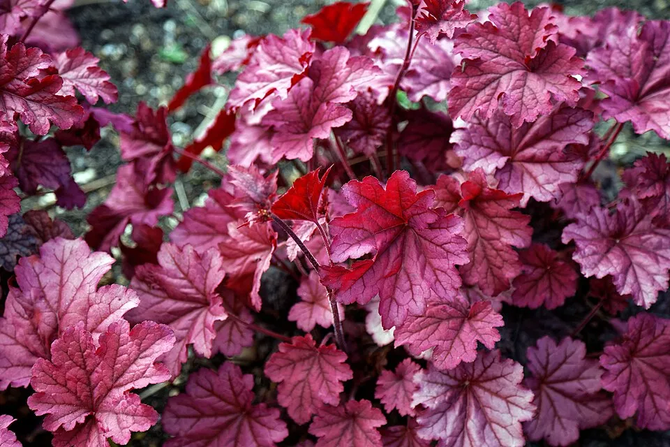 Tűzeső / Heuchera 'Berry Smoothie®'