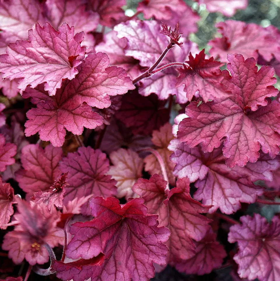 Tűzeső / Heuchera 'Berry Smoothie®'