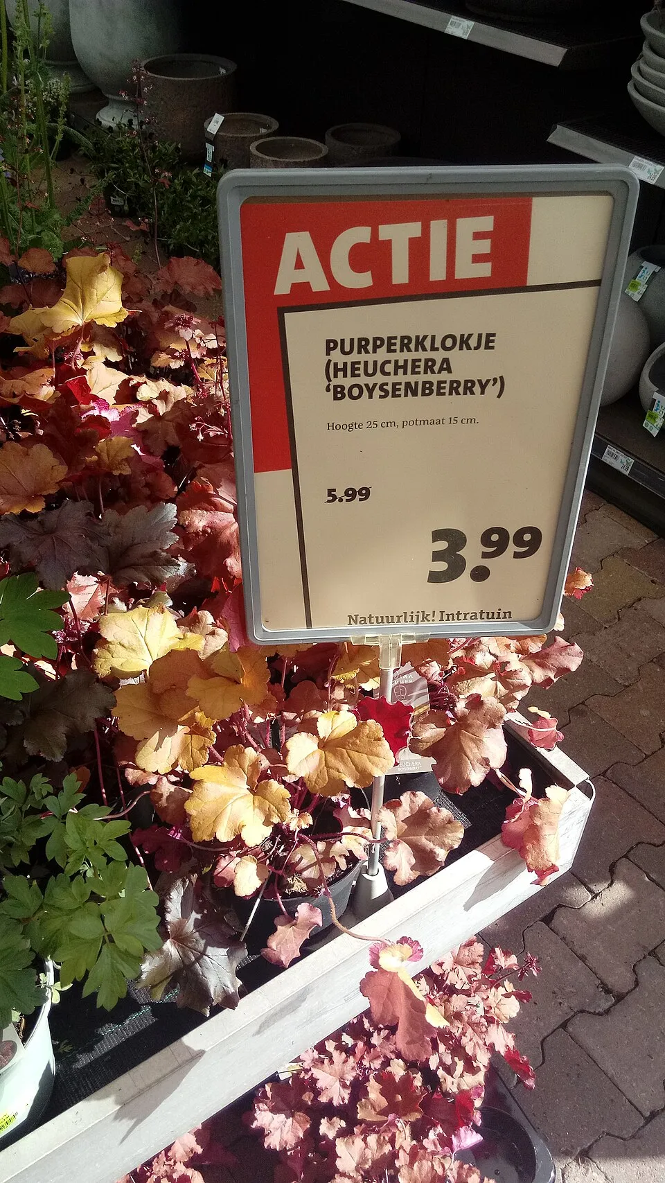 Tűzeső / Heuchera 'Boysenberry'