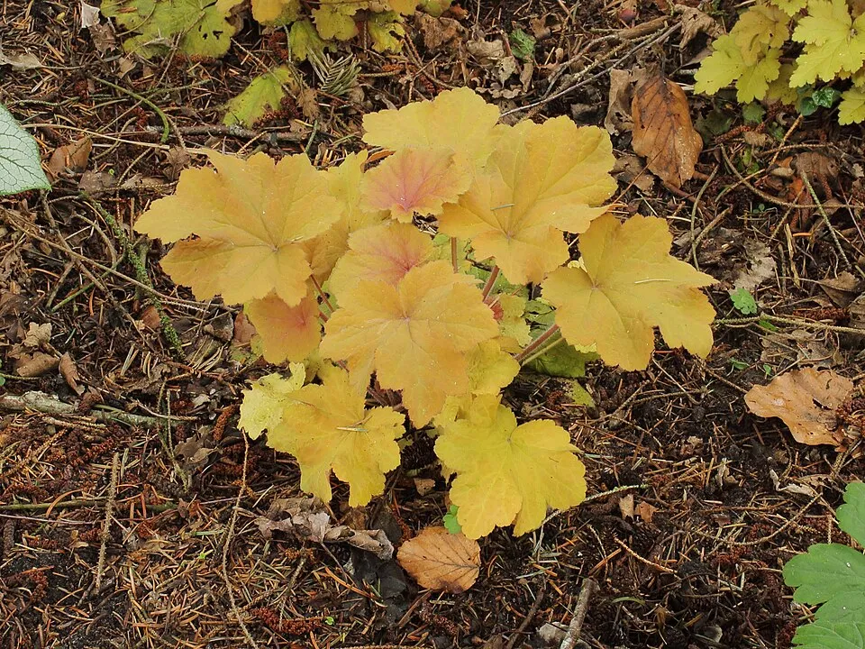 Tűzeső / Heuchera 'Caramel'