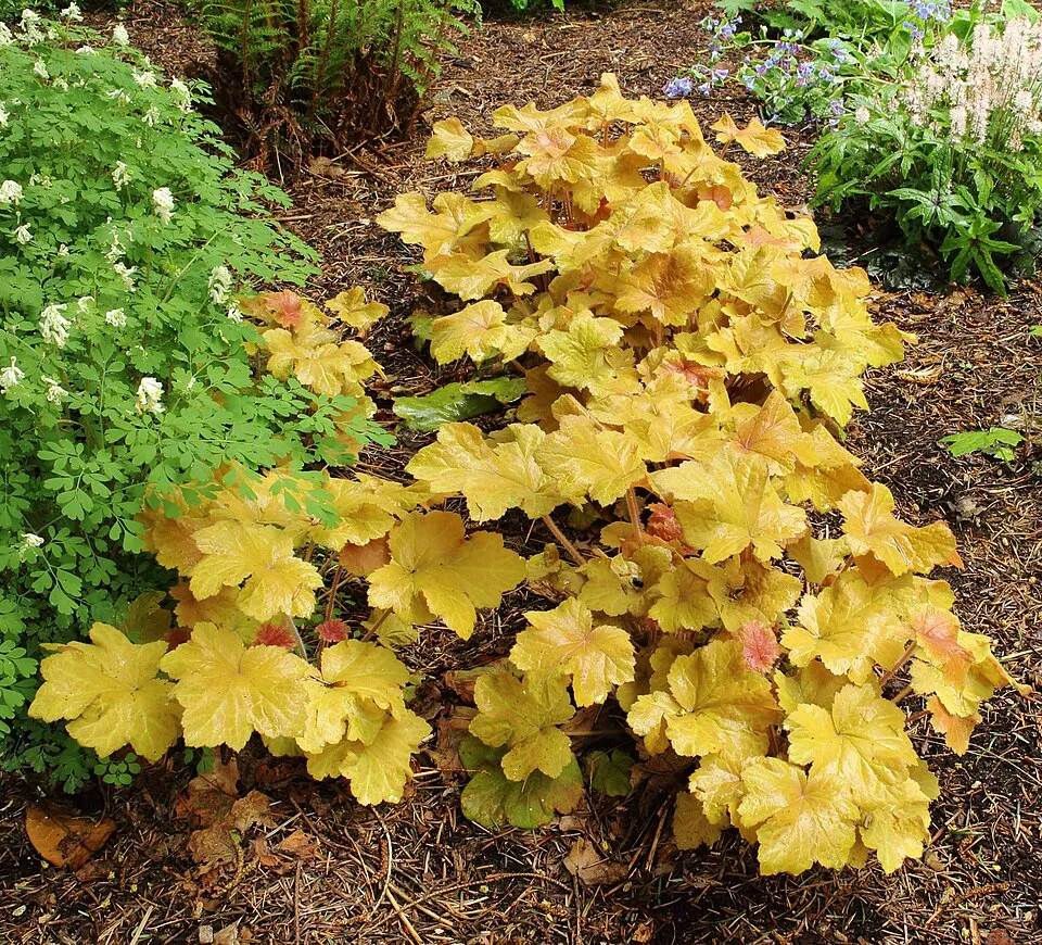 Tűzeső / Heuchera 'Caramel'