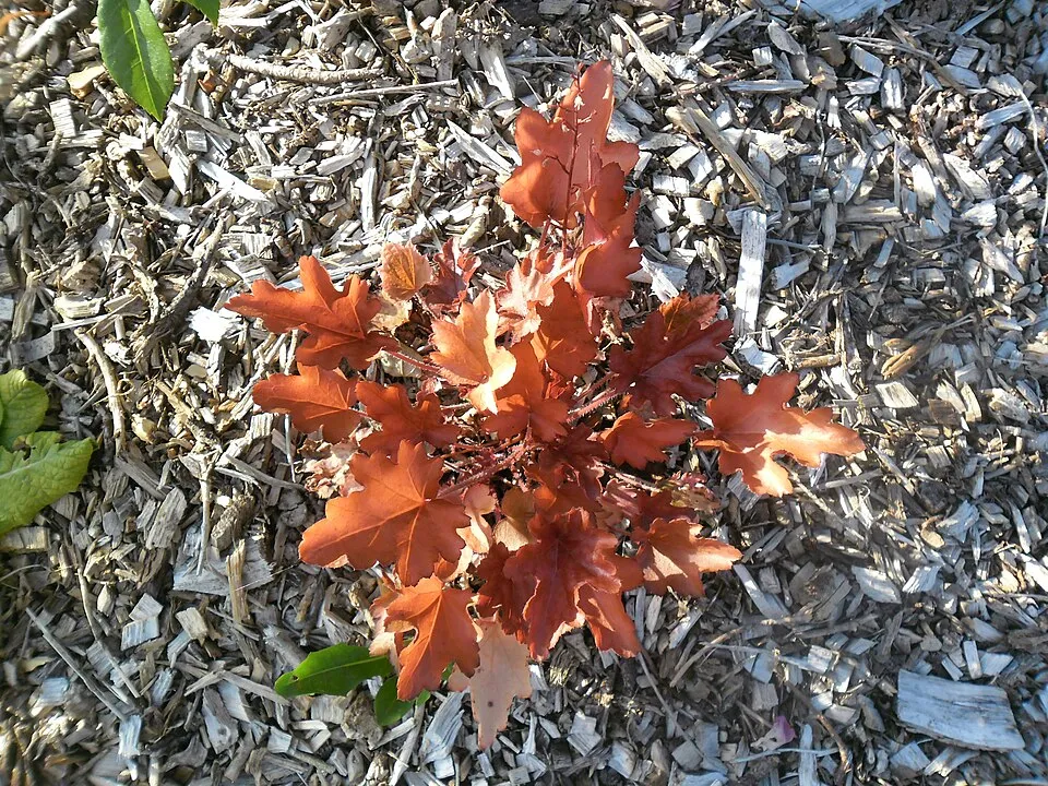 Tűzeső / Heuchera 'Caramel'