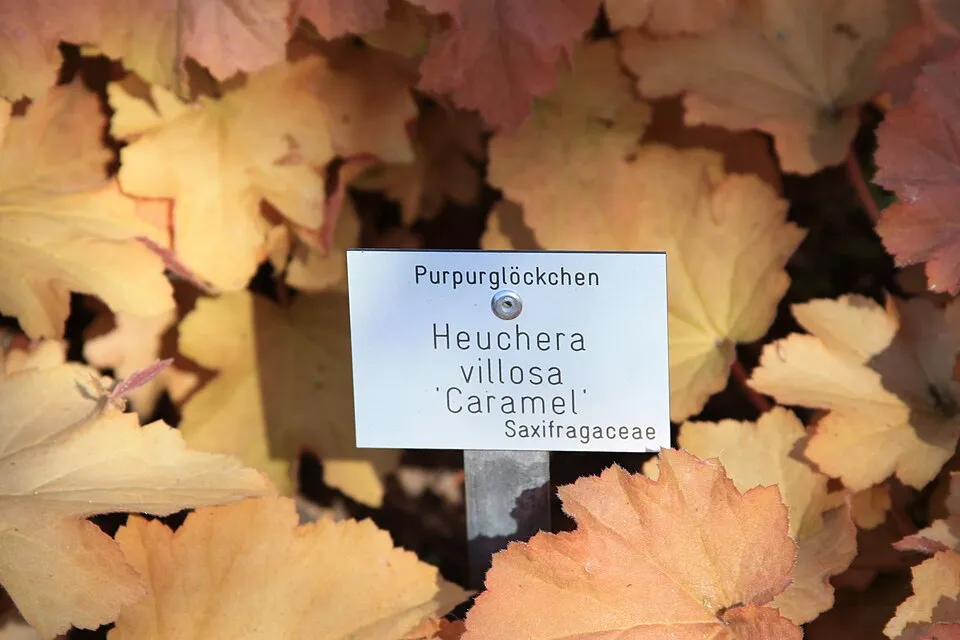 Tűzeső / Heuchera 'Caramel'