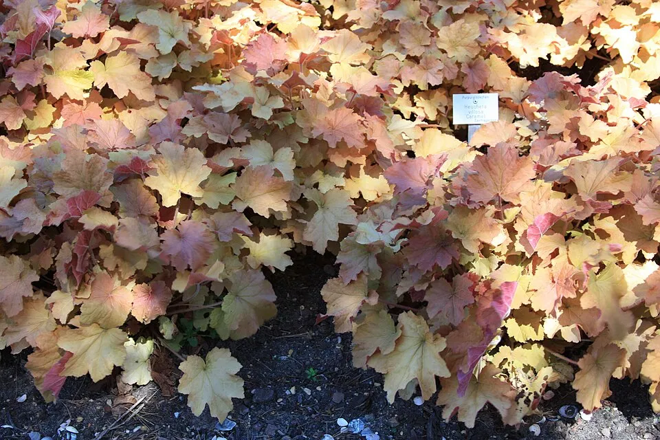 Tűzeső / Heuchera 'Caramel'