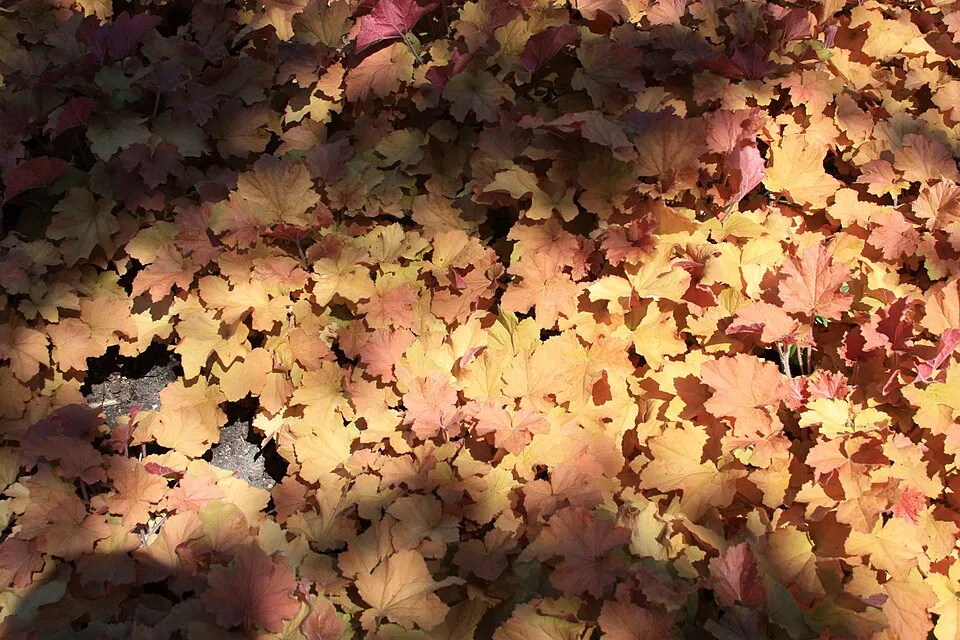 Tűzeső / Heuchera 'Caramel'