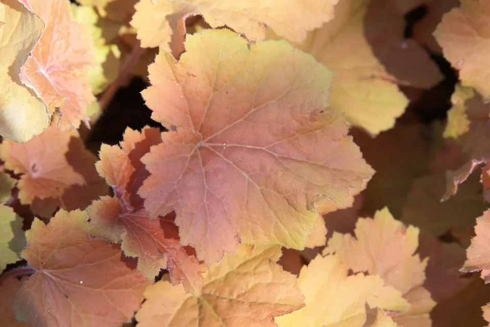 Tűzeső / Heuchera 'Caramel'