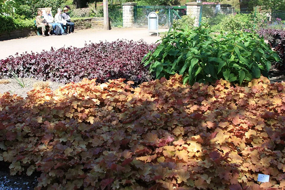 Tűzeső / Heuchera 'Caramel'