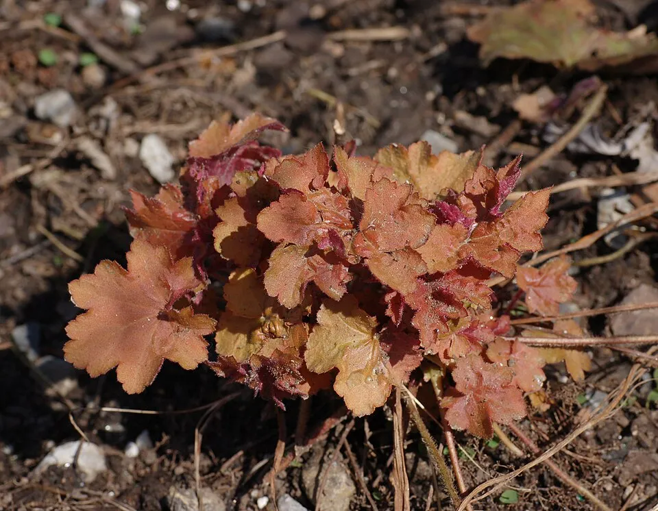 Tűzeső / Heuchera 'Caramel'