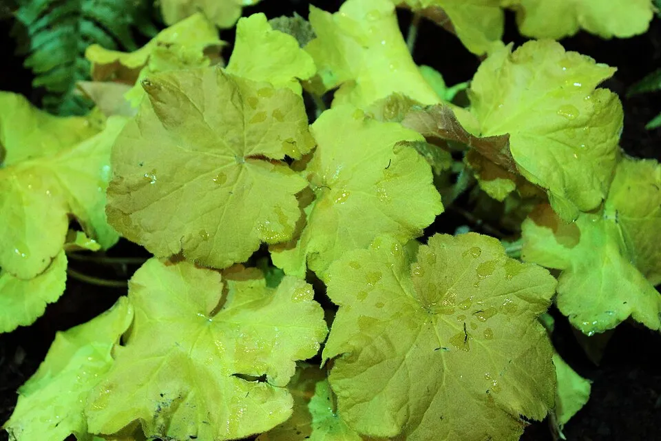Tűzeső / Heuchera 'Caramel'