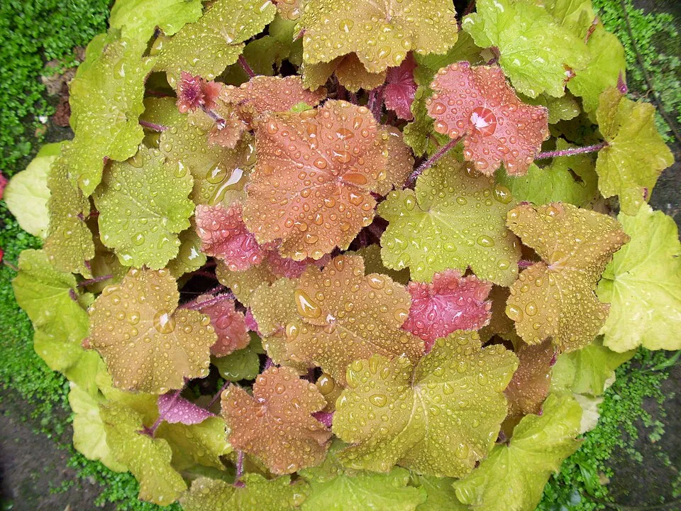 Tűzeső / Heuchera 'Caramel'