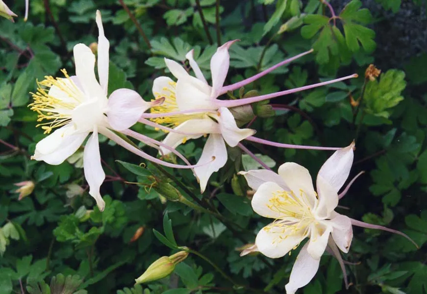 Kék harangláb / Aquilegia caerulea SPRING MAGIC® 'Yellow'