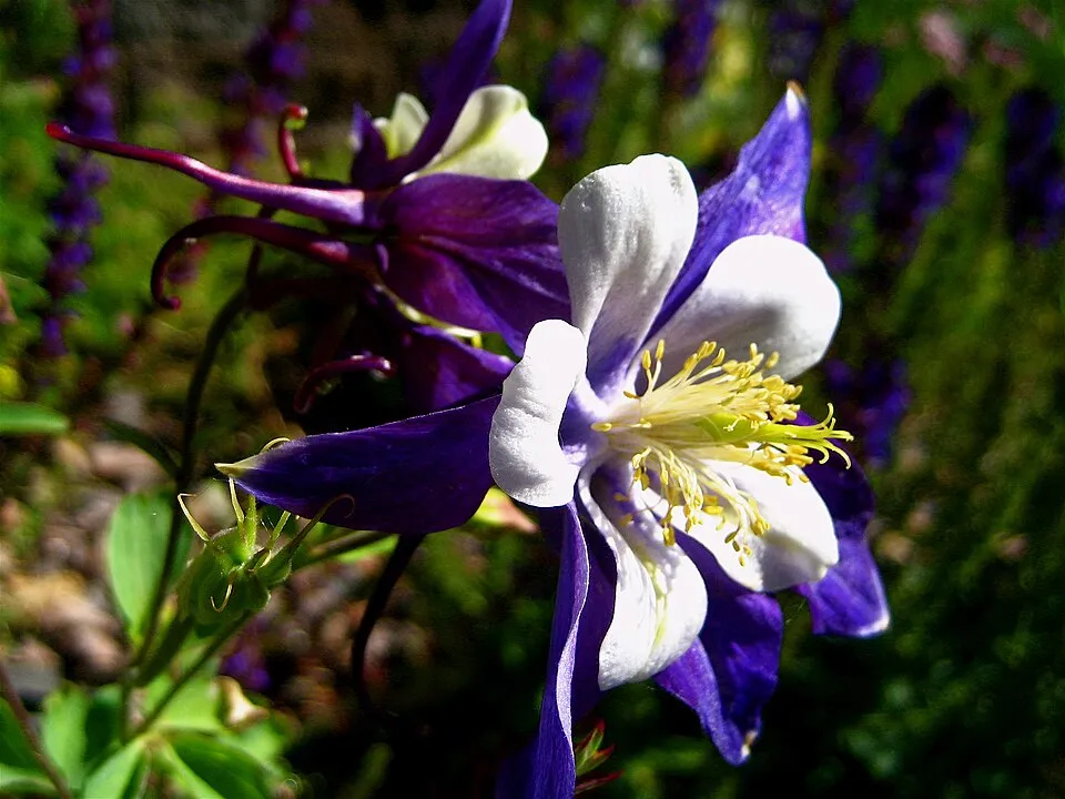 Kék harangláb / Aquilegia caerulea SPRING MAGIC® 'Yellow'