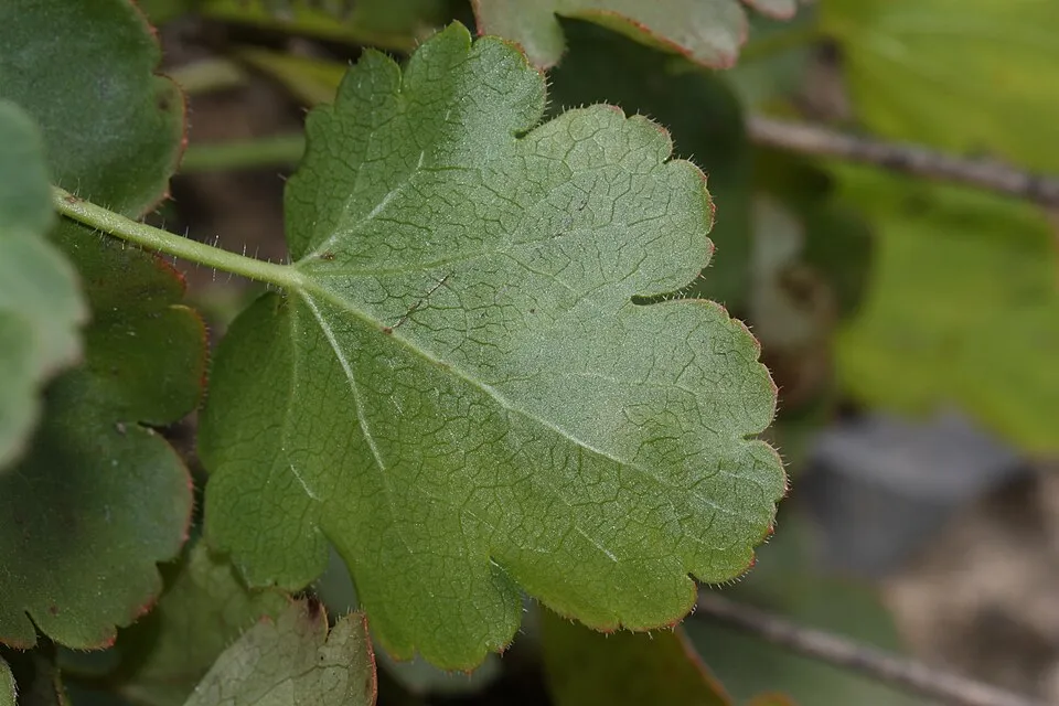 Tűzeső / Heuchera 'Fire Chief'