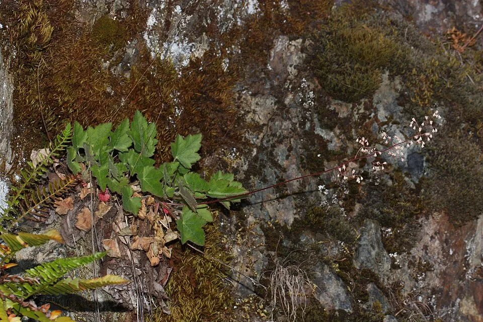 Tűzeső / Heuchera 'Fire Chief'