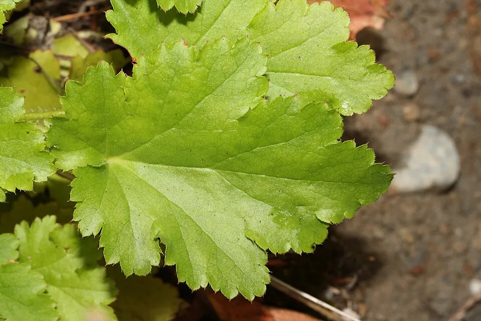 Tűzeső / Heuchera 'Fire Chief'