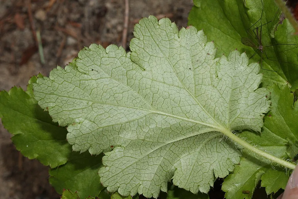 Tűzeső / Heuchera 'Fire Chief'