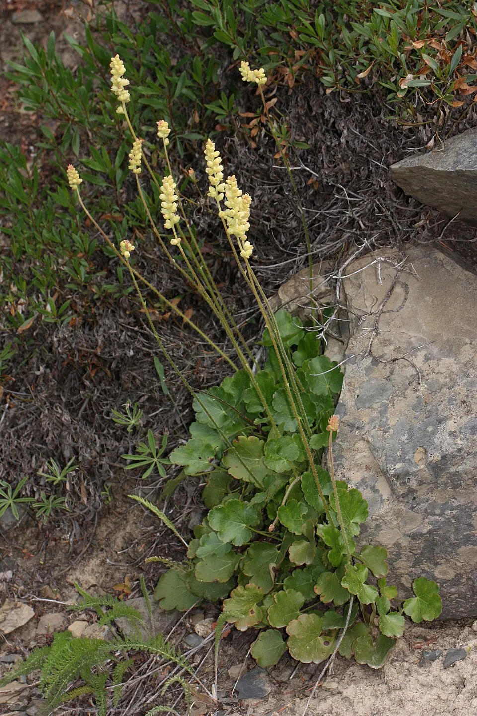 Tűzeső / Heuchera 'Fire Chief'