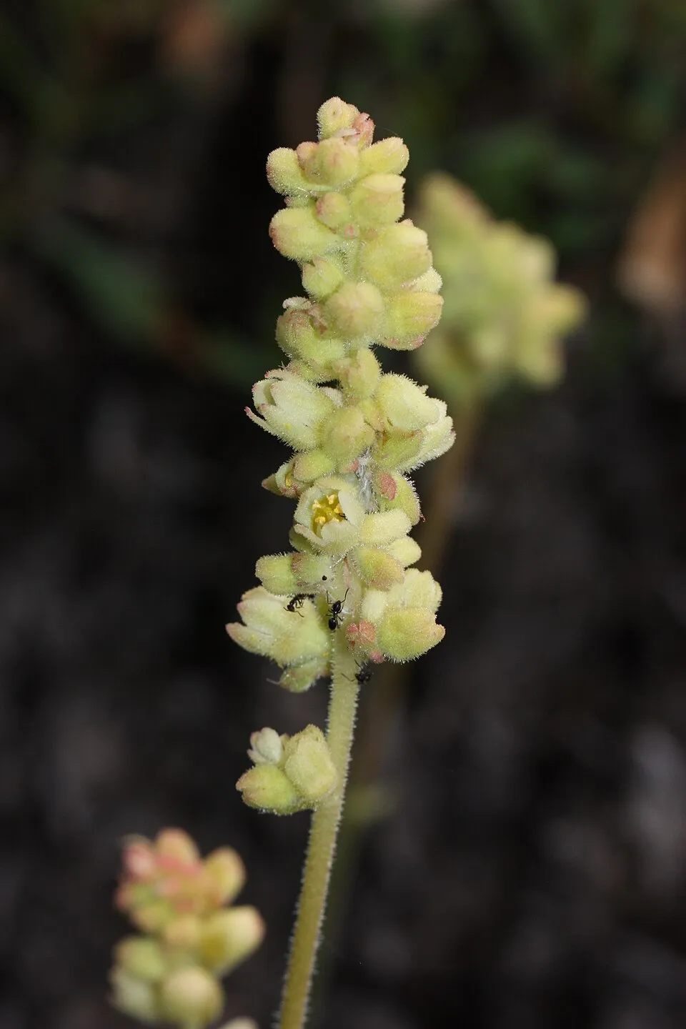 Tűzeső / Heuchera 'Fire Chief'