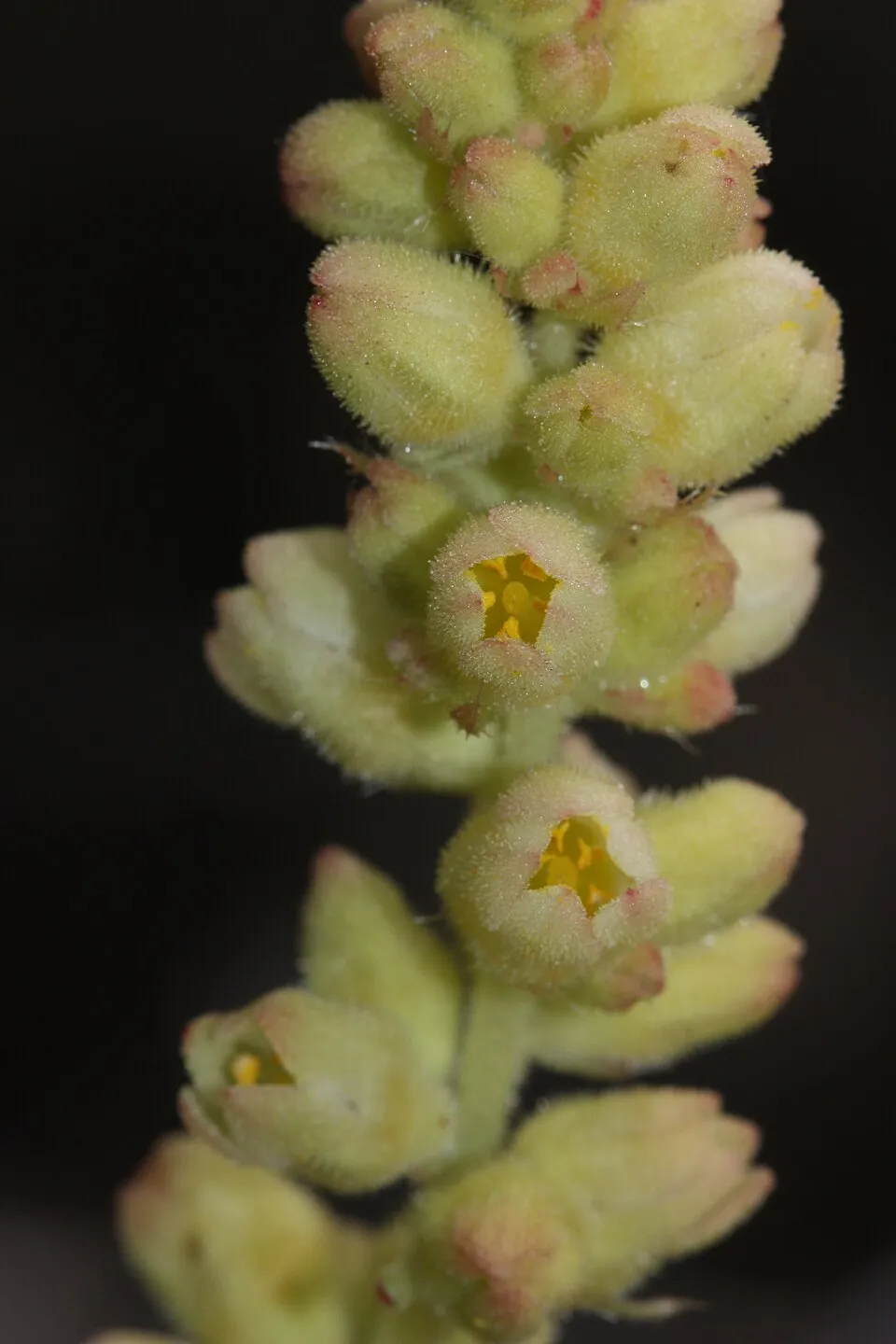 Tűzeső / Heuchera 'Fire Chief'