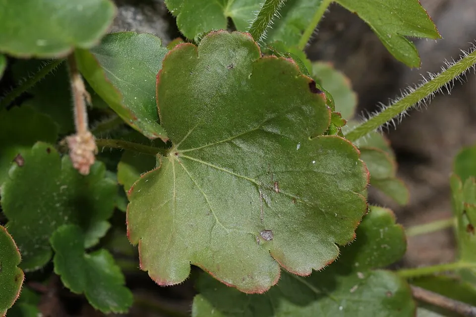 Tűzeső / Heuchera 'Fire Chief'
