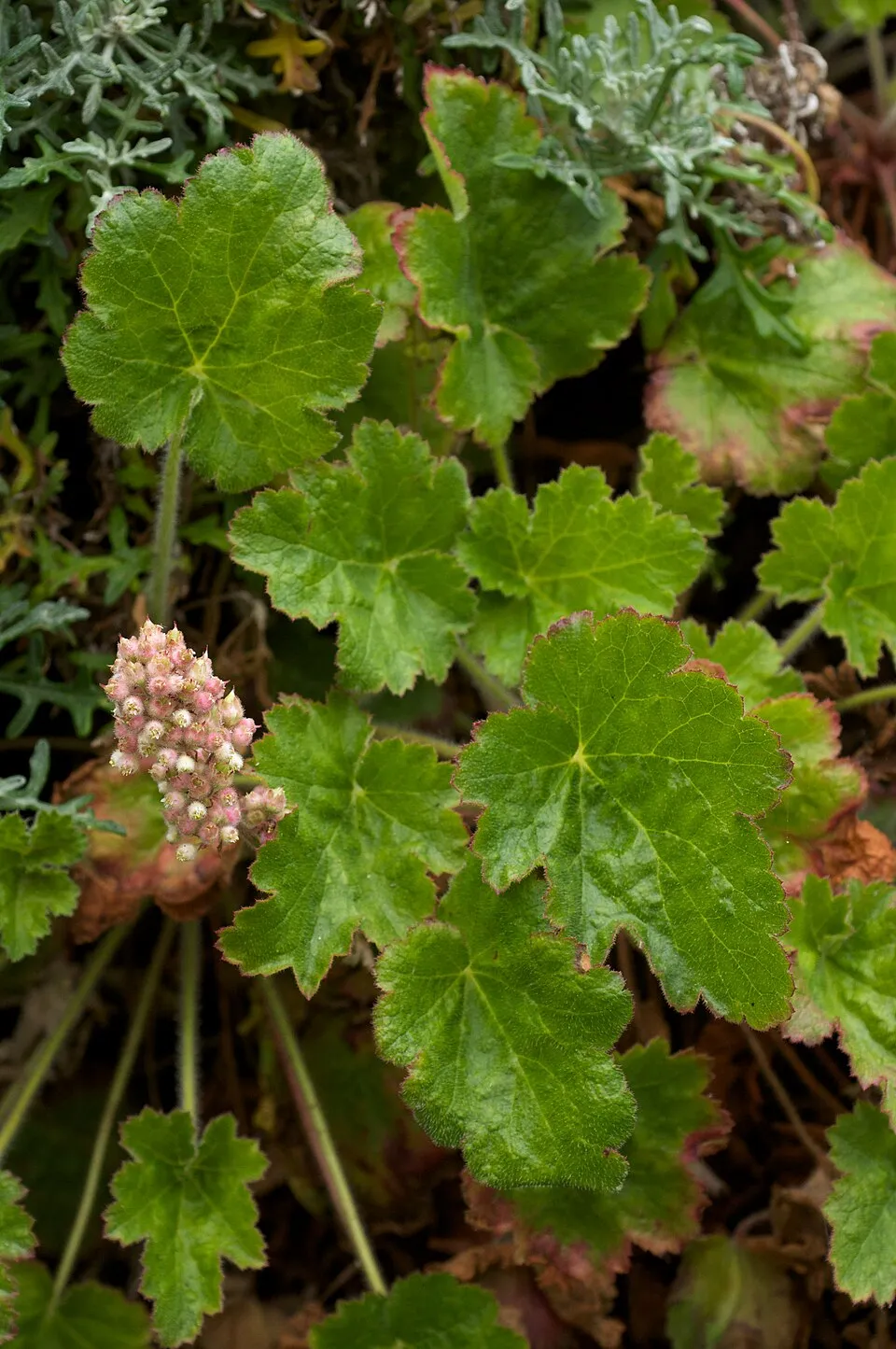 Tűzeső / Heuchera FOREVER® 'Midnight'