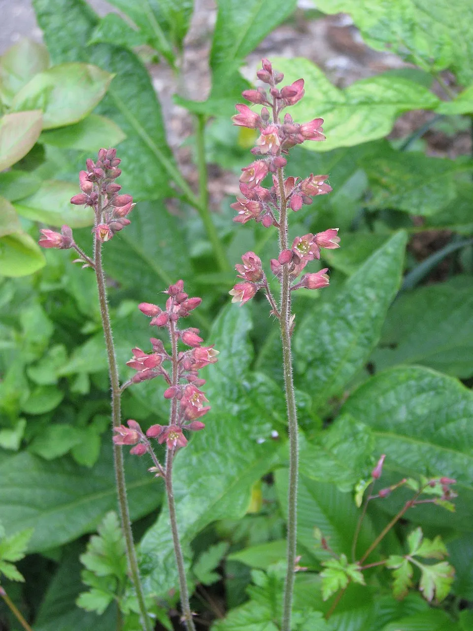 Tűzeső / Heuchera FOREVER® 'Purple'