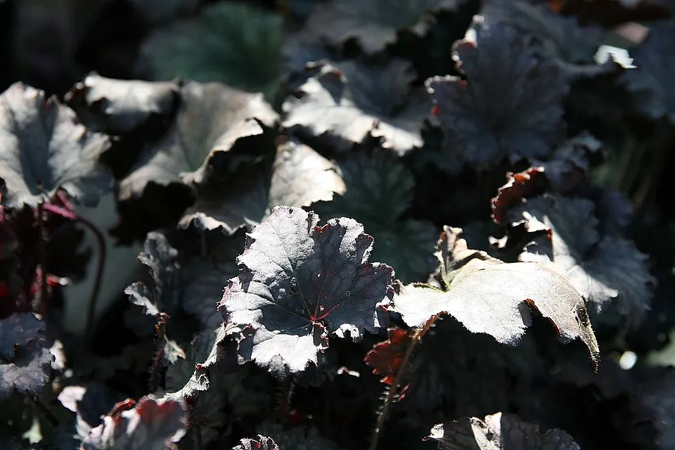 Tűzeső / Heuchera 'Frosted Violet'