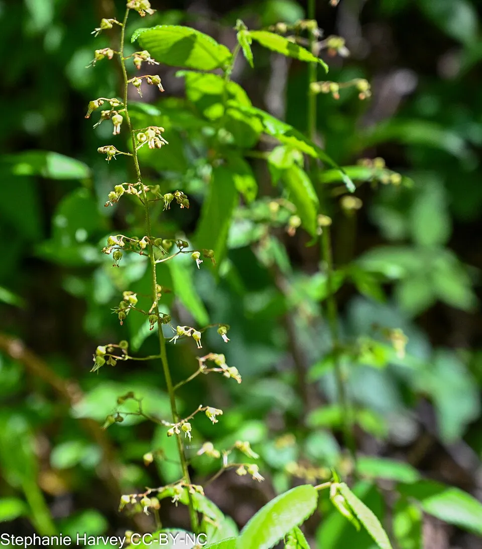 Tűzeső / Heuchera 'Georgia Plum'
